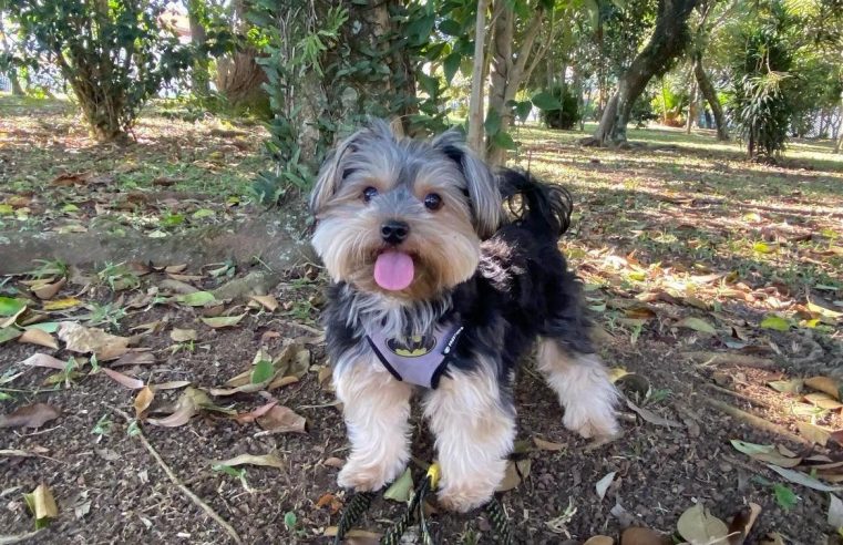 CADÊ O TOM? CACHORRINHO DE SÃO BERNARDO VIRALIZA NO TIKTOK COM VÍDEO FOFO