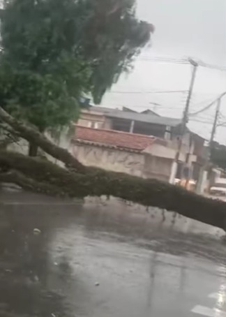 CHUVAS CAUSAM QUEDA DE 22 ÁRVORES NA REGIÃO METROPOLITANA DE SÃO PAULO