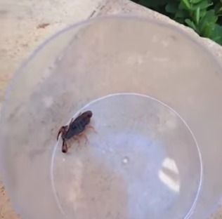 SÍNDICO DE PRÉDIO ENCONTRA DOIS ESCORPIÕES NO JARDIM HOLLYWOOD, EM SBC; VEJA DICAS DO INSTITUTO BUTANTÃ