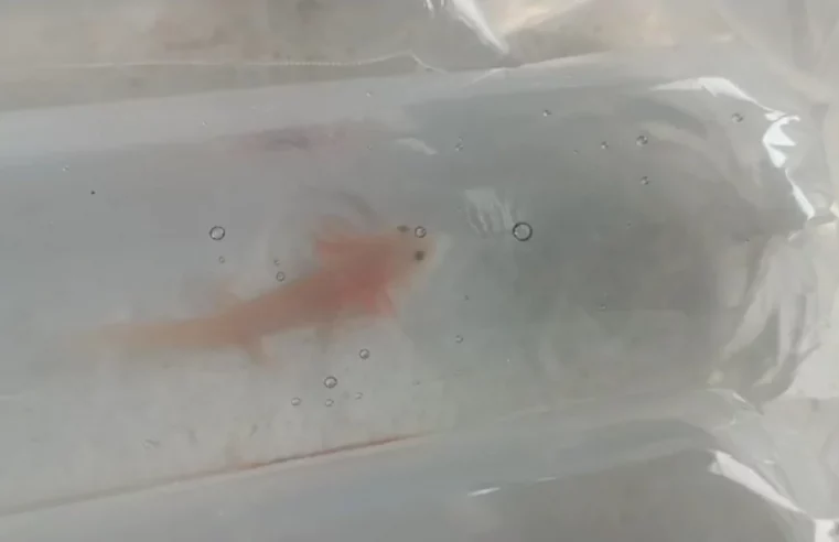 ANFÍBIOS AMEAÇADOS SÃO APREENDIDOS NO CEASA DE SANTO ANDRÉ