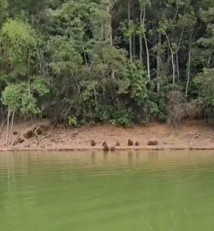 FAMÍLIA DE CAPIVARAS É FLAGRADA NA REPRESA BILLINGS
