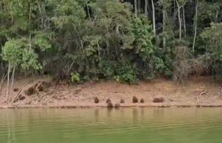 FAMÍLIA DE CAPIVARAS É FLAGRADA NA REPRESA BILLINGS