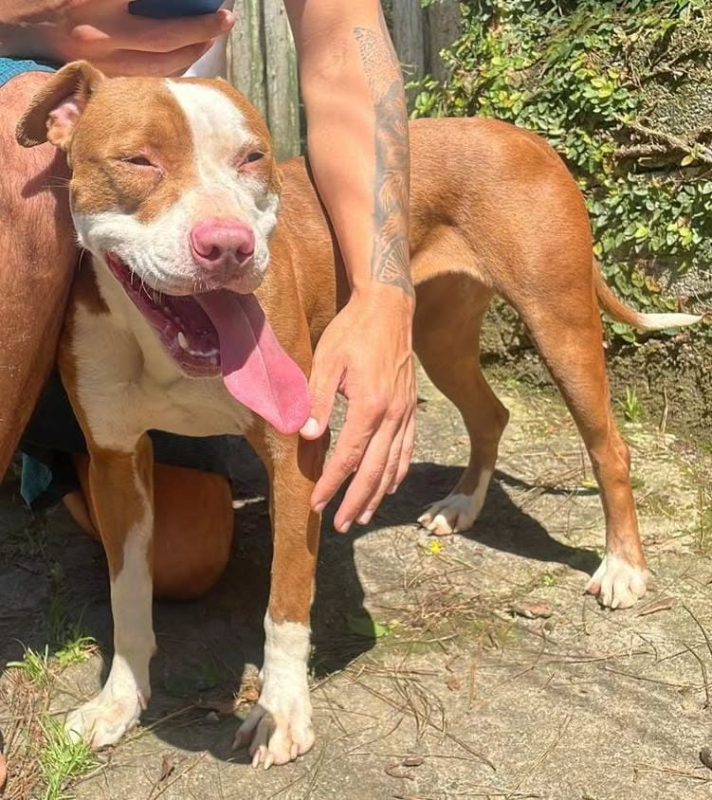 PITBULL DE 6 MESES RESGATADA EM RIACHO GRANDE PROCURA UM LAR DEFINITIVO