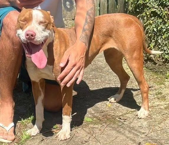 PITBULL DE 6 MESES RESGATADA EM RIACHO GRANDE PROCURA UM LAR DEFINITIVO