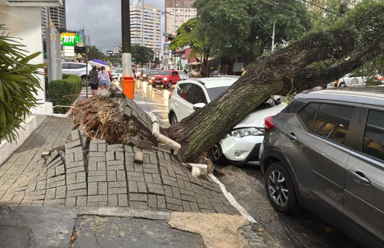 ÁRVORE DE GRANDE PORTE CAI SOBRE CARRO NA AVENIDA FRANCISCO PRESTES MAIA