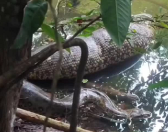 SUCURI GIGANTE É FILMADA ENQUANTO DIGERE PRESA EM TRÊS LAGOAS (MS)