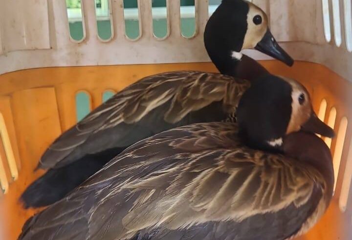 GCM AMBIENTAL RESGATA 14 MARRECOS SILVESTRES NO JARDIM IRAJÁ E SOLTA NA REPRESA BILLINGS