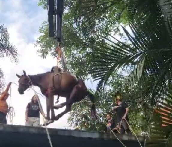 CAVALO É RESGATADO EM LAJE DURANTE OPERAÇÃO DA DEFESA CIVIL EM PERUÍBE
