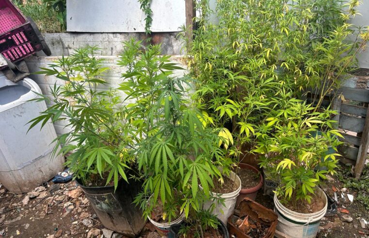 POLÍCIA CIVIL ENCONTRA “JARDIM” DE MACONHA NA ESTRADA PONEY CLUBE