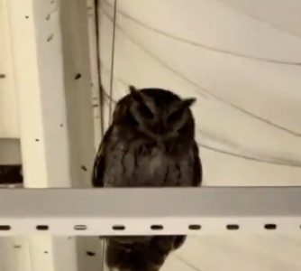 CORUJA É FILMADA DENTRO DE SUPERMERCADO EM SÃO BERNARDO