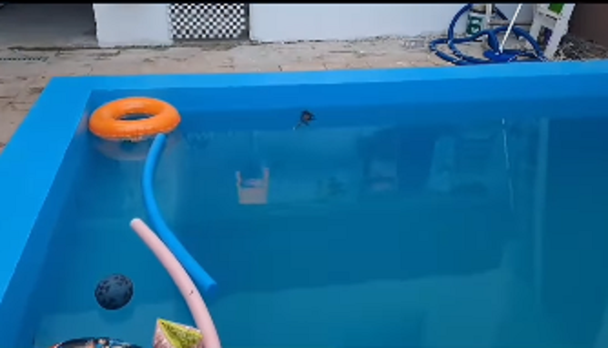 GAMBÁ É FLAGRADO NADANDO EM PISCINA NO JARDIM IRAJÁ