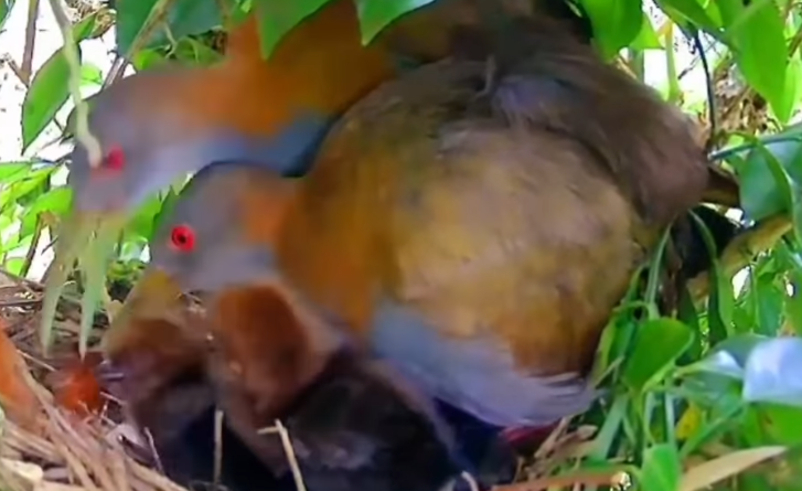 SARACURA-DO-MATO É REGISTRADA CHOCANDO OVOS E CUIDANDO DOS FILHOTES NO RIACHO GRANDE