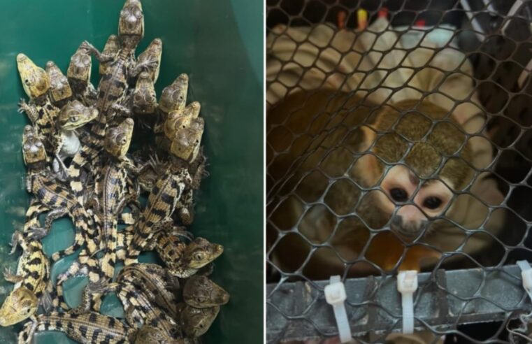 FILHOTES DE JACARÉ SÃO ENCONTRADOS EM POTE DE SORVETE NA CASTELLO BRANCO