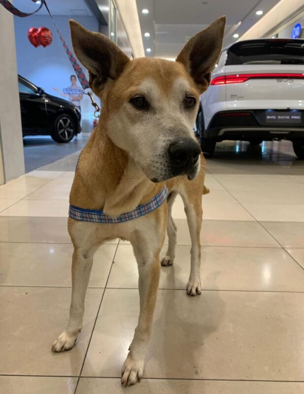 SHOPPING METRÓPOLE ABRE SUAS PORTAS E AJUDA PETS A ENCONTRAREM NOVA FAMÍLIA