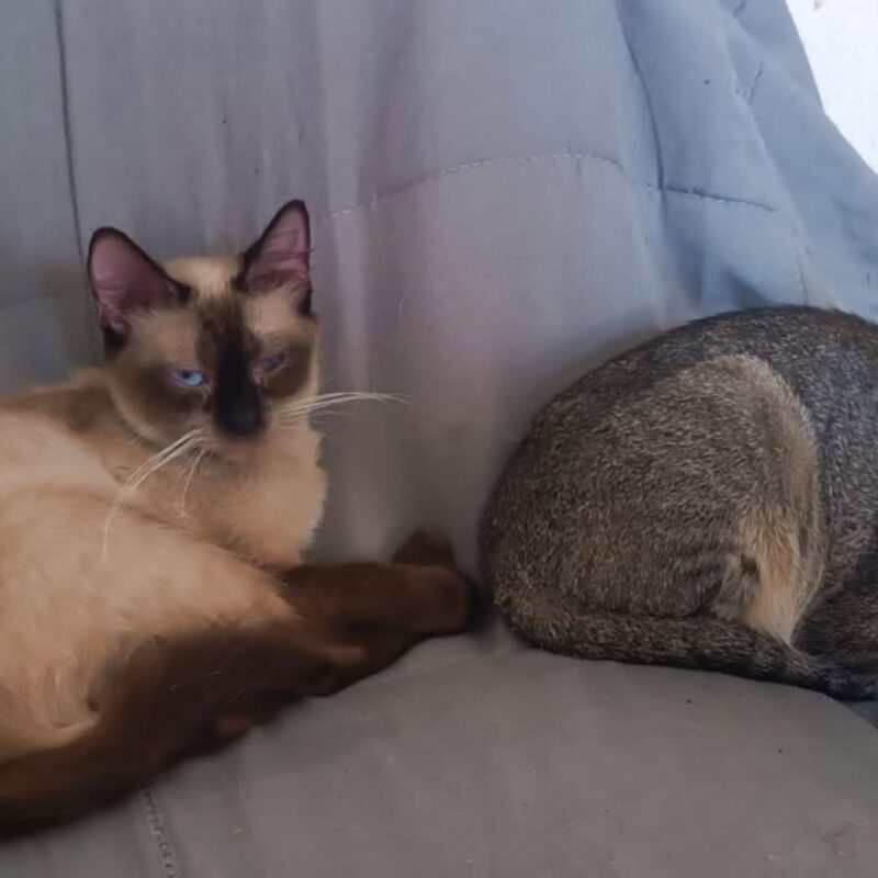 IDOSA PERDE A VIDA NO MONTANHÃO, E VIZINHOS BUSCAM NOVOS LARES PARA SEUS 40 GATINHOS