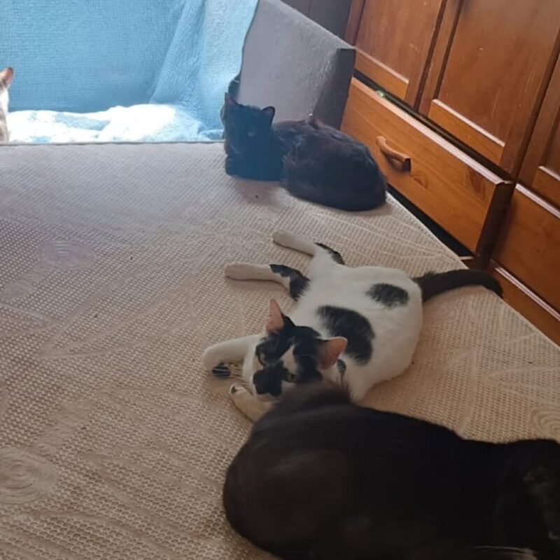 IDOSA PERDE A VIDA NO MONTANHÃO, E VIZINHOS BUSCAM NOVOS LARES PARA SEUS 40 GATINHOS