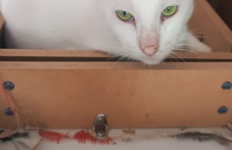 IDOSA PERDE A VIDA NO MONTANHÃO, E VIZINHOS BUSCAM NOVOS LARES PARA SEUS 40 GATINHOS