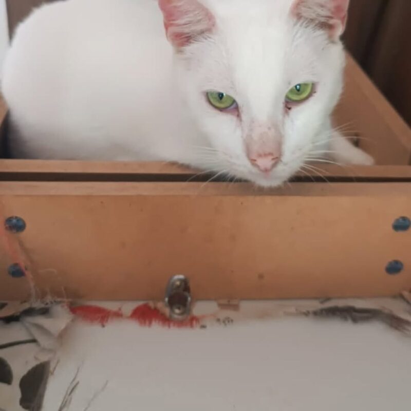 IDOSA PERDE A VIDA NO MONTANHÃO, E VIZINHOS BUSCAM NOVOS LARES PARA SEUS 40 GATINHOS