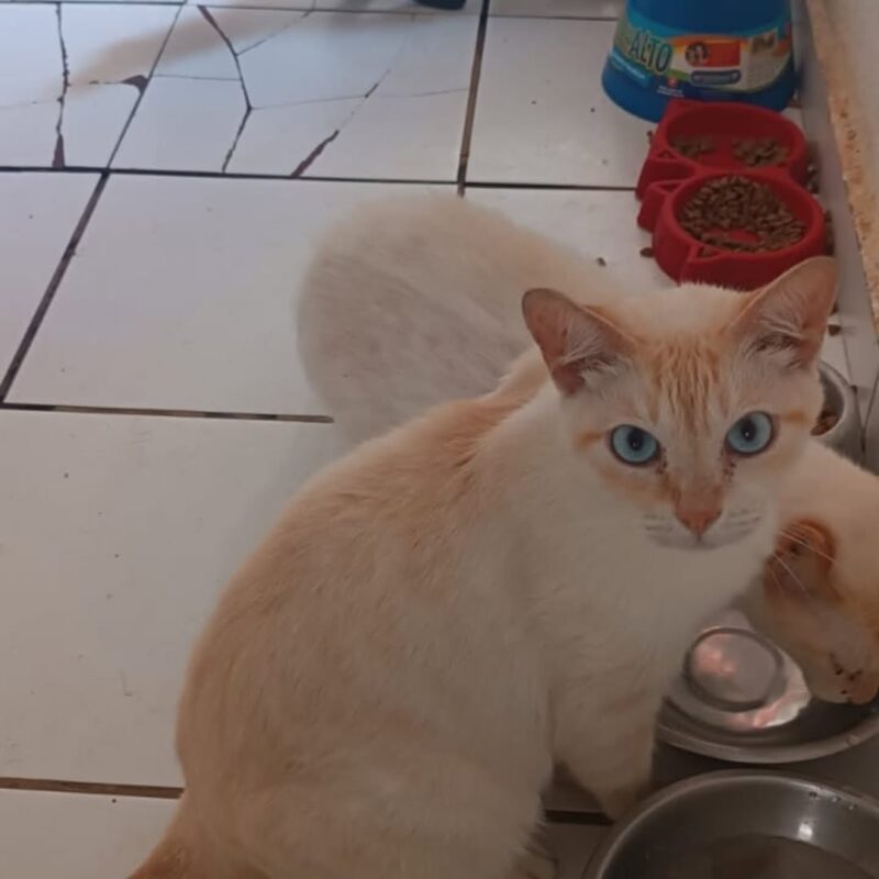 IDOSA PERDE A VIDA NO MONTANHÃO, E VIZINHOS BUSCAM NOVOS LARES PARA SEUS 40 GATINHOS