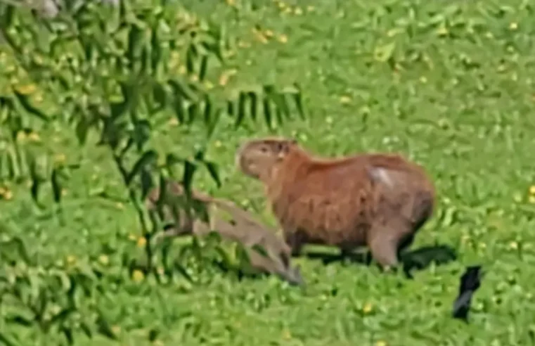 FAMÍLIA DE CAPIVARAS É FLAGRADA NO ACOSTAMENTO DA ANCHIETA