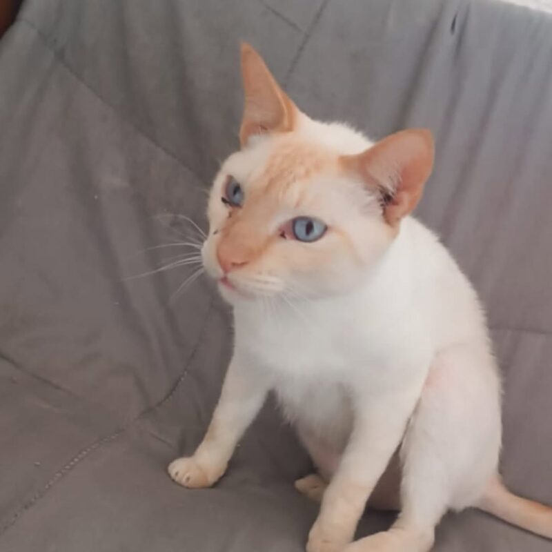 IDOSA PERDE A VIDA NO MONTANHÃO, E VIZINHOS BUSCAM NOVOS LARES PARA SEUS 40 GATINHOS