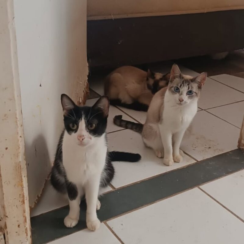IDOSA PERDE A VIDA NO MONTANHÃO, E VIZINHOS BUSCAM NOVOS LARES PARA SEUS 40 GATINHOS
