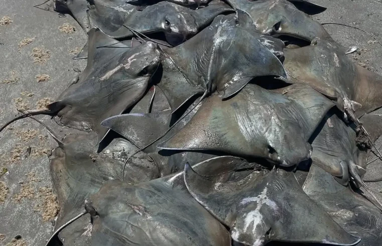 250 RAIAS AMEAÇADAS DE EXTINÇÃO SÃO ENCONTRADAS MORTAS EM SÃO VICENTE