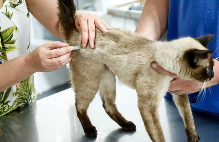 PREFEITURA DE SÃO CAETANO REALIZA VACINAÇÃO ANTIRRÁBICA NESTA SEMANA