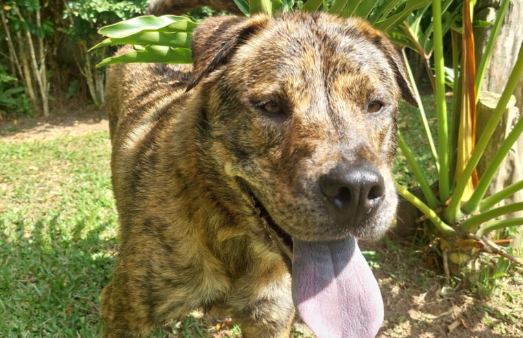 SHOPPING TABOÃO PROMOVE FEIRA DE ADOÇÃO DE PETS EM PARCERIA COM ONG