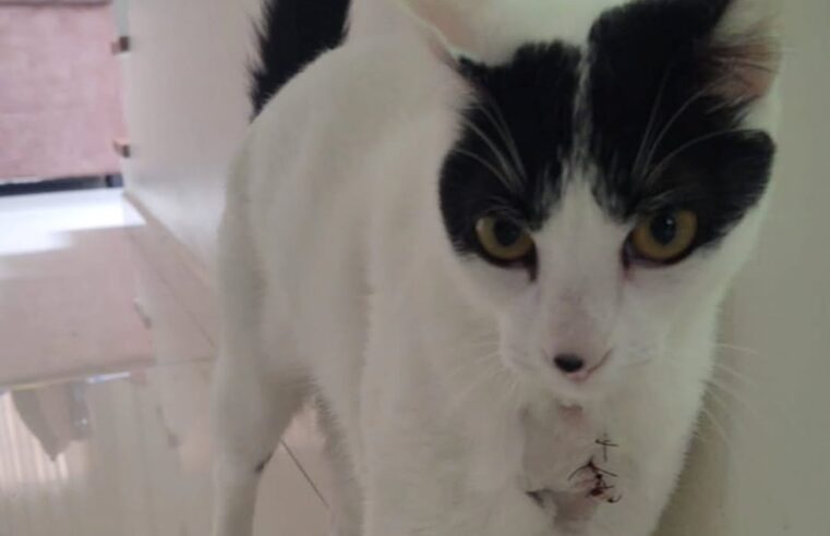 GATA É FERIDA POR DISPARO DE ESPINGARDA DE AR COMPRIMIDO NO JORDANÓPOLIS