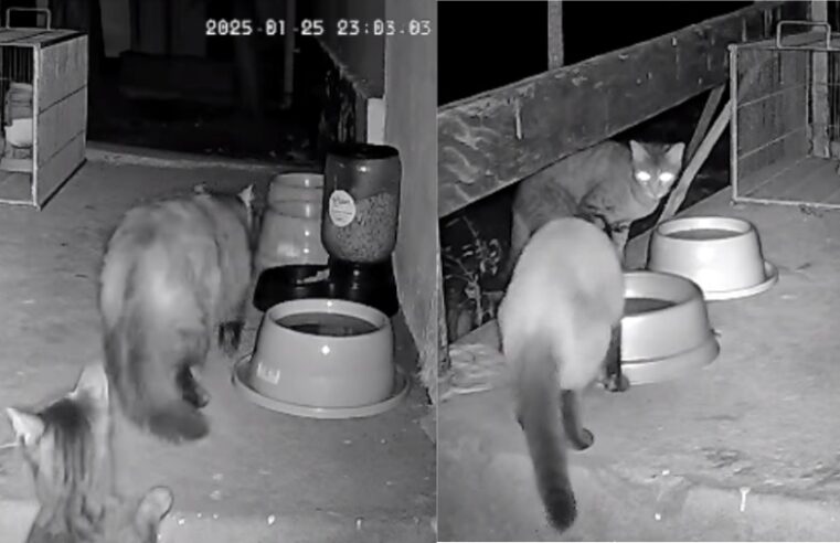 MAIS DE 30 GATOS SÃO RESGATADOS DURANTE OBRAS NO AEROPORTO DE CONGONHAS