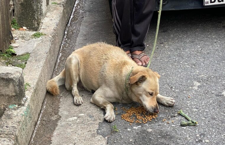 VÍDEO: HOMEM AGRIDE MORADOR EM SITUAÇÃO DE RUA E DOIS CÃES DURANTE A MADRUGADA EM JANDIRA
