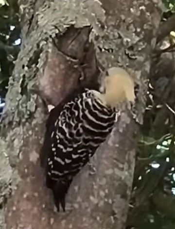 TUCANOS E PICA-PAUS ENCANTAM MORADORES DO SÍTIO BOM JESUS E JARDIM DO LAGO