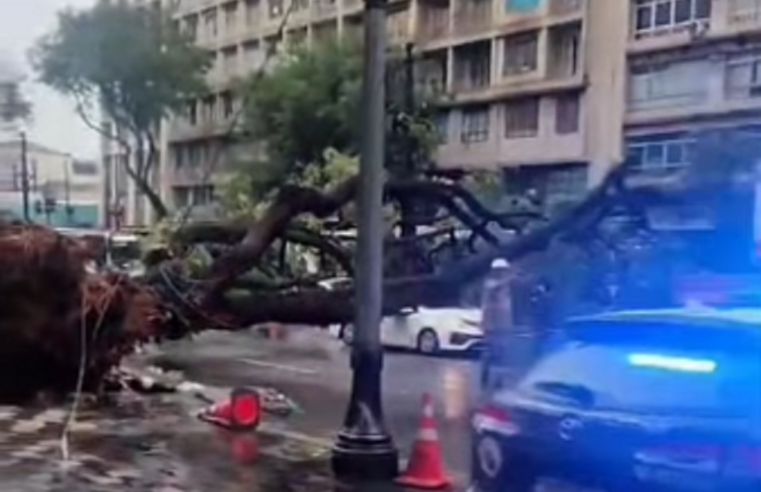 TAXISTA PERDE A VIDA AO SER ATINGIDO POR ÁRVORE DURANTE CHUVA NA CAPITAL