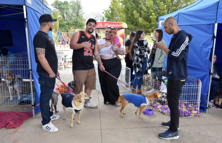 FEIRA DE ADOÇÃO “EU AMO, EU ADOTO” DISPONIBILIZA 141 ANIMAIS ENTRE CÃES E GATOS