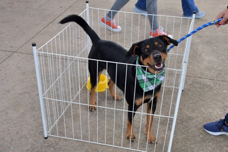 FEIRA DE ADOÇÃO “EU AMO, EU ADOTO” DISPONIBILIZA 141 ANIMAIS ENTRE CÃES E GATOS