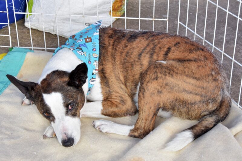 FEIRA DE ADOÇÃO “EU AMO, EU ADOTO” DISPONIBILIZA 141 ANIMAIS ENTRE CÃES E GATOS