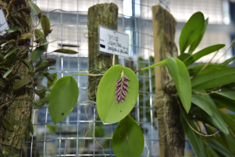 SANTO ANDRÉ RECEBE 49º FESTIVAL DE FLORES NESTE FIM DE SEMANA