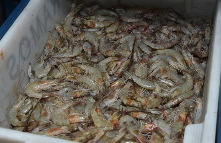 CRAISA OFERECE DIVERSIDADE DE PESCADOS PARA CONSUMO NA SEMANA SANTA