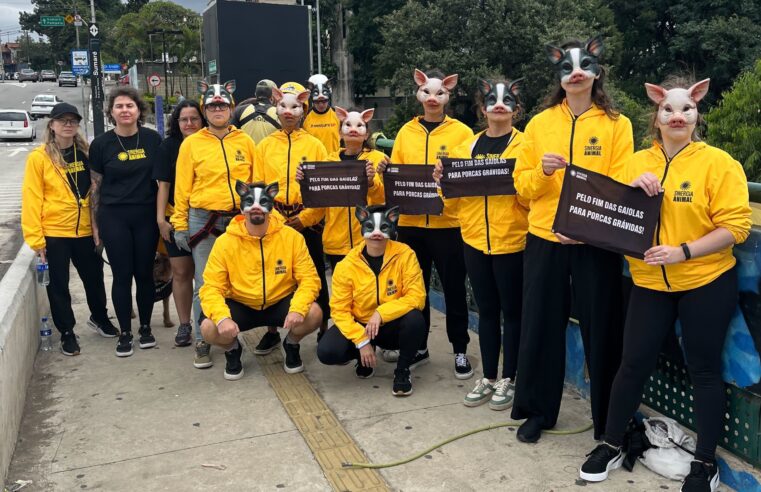 ATIVISTAS FAZEM RAPEL EM VIADUTO DE SP PELO FIM DAS GAIOLAS PARA PORCAS GRÁVIDAS