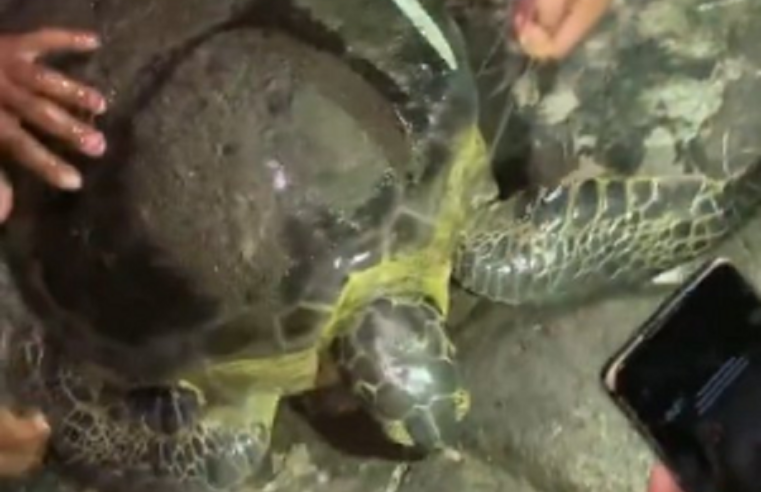 JOVENS SALVAM TARTARUGA, DEVOLVEM NO MAR E COMEMORAM COM ENTUSIASMO