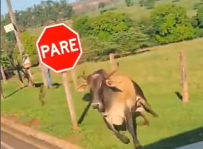 TOURO ATACA HOMEM E QUEBRA VIDRO DE BMW EM AVENIDA DO INTERIOR DE SP