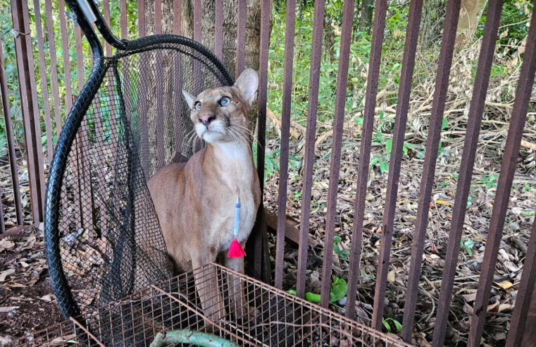 ONÇA-PARDA É RESGATADA EM CONCEIÇÃO DAS ALAGOAS E DEVOLVIDA À NATUREZA