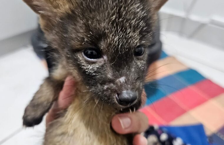 RESGATE DE CARCARÁ E CÃES DO MATO REFORÇAM ATUAÇÃO DO ZOO DE SÃO BERNARDO