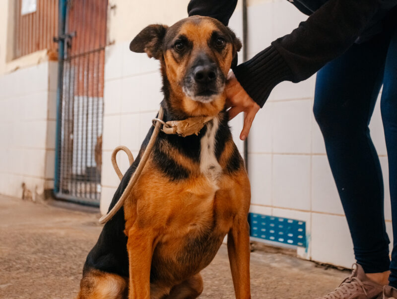 FEIRA DE ADOÇÃO DE PETS ESTIMULA ACOLHIMENTO EM SÃO BERNARDO NESTE SÁBADO