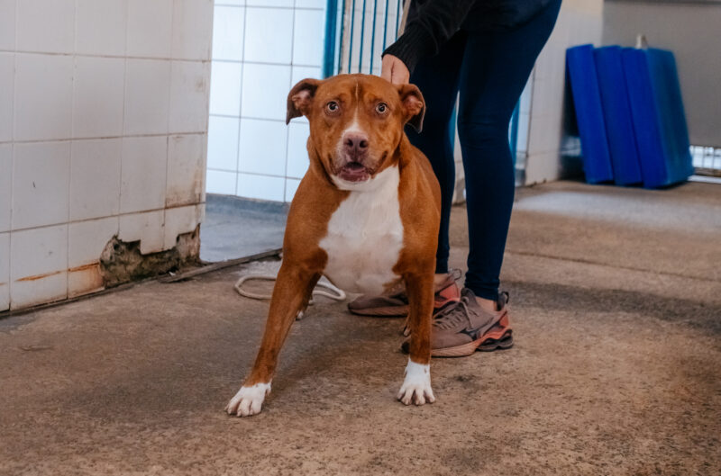 FEIRA DE ADOÇÃO DE PETS ESTIMULA ACOLHIMENTO EM SÃO BERNARDO NESTE SÁBADO