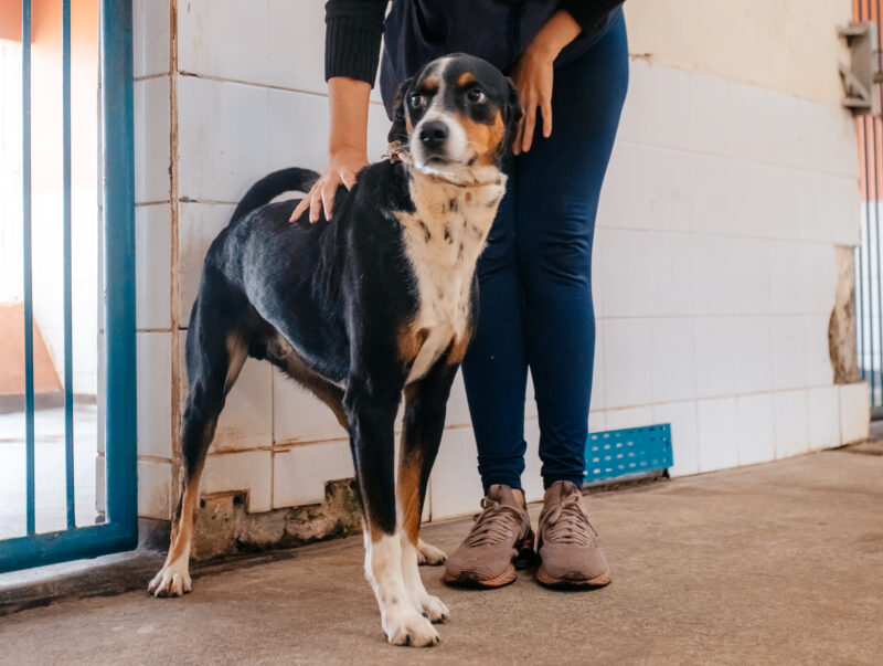 FEIRA DE ADOÇÃO DE PETS ESTIMULA ACOLHIMENTO EM SÃO BERNARDO NESTE SÁBADO