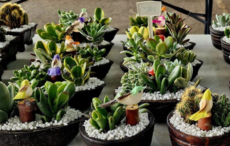 MERCADO DE FLORES DA CRAISA É OPÇÃO PARA COMPRA DO DIA DAS MÃES