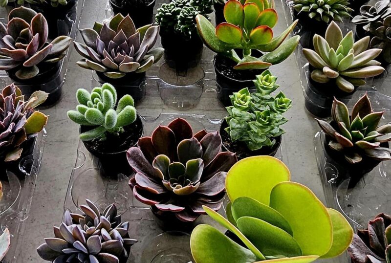 MERCADO DE FLORES DA CRAISA É OPÇÃO PARA COMPRA DO DIA DAS MÃES