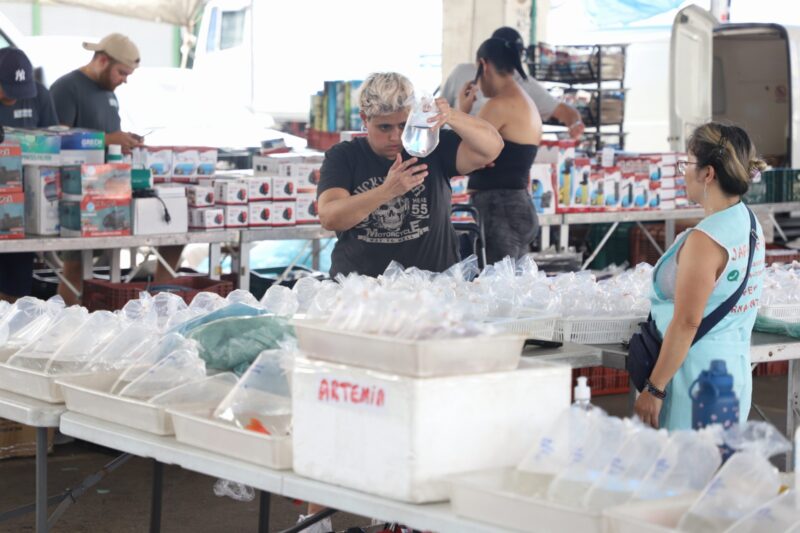 EM SANTO ANDRÉ, MERCADO DE PEIXES ORNAMENTAIS DA CRAISA ATRAI LOJISTAS E CRIADORES TODA QUARTA-FEIRA